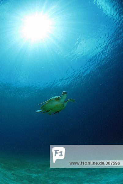 Philippinen  grüne Meeresschildkröte