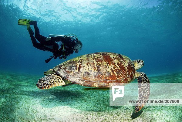 Philippines  scuba diver with green turle  underwater view