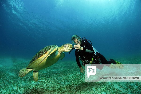 Philippines  scuba diver with green turle