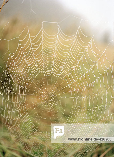 Spinnen Web.