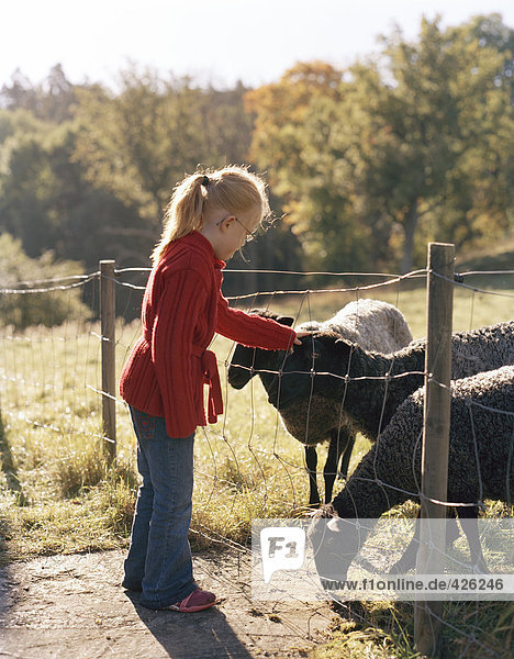 Ein Mädchen klopfte Schafe in einer Weide.