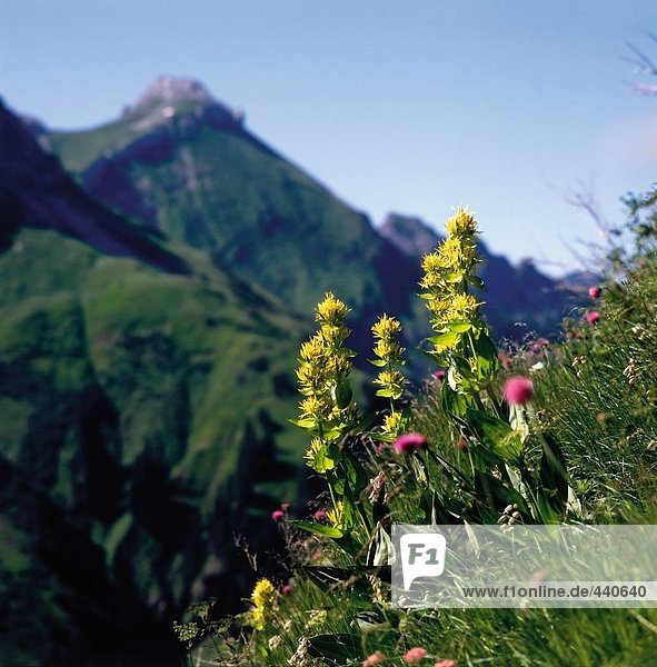 Nahaufnahme der Blumen blühen auf Hügel Allgäu Bayern Deutschland