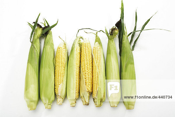 Fresh corncobs