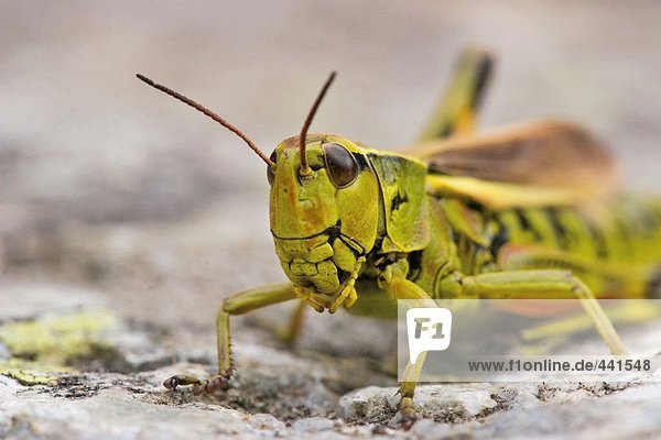 Nahaufnahme Lubber Grasshopper (Romalea Guttata)