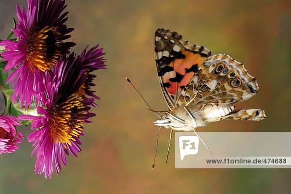Distelfalter (Vanessa Cardui) Schmetterling schwebend über blumen Nahaufnahme
