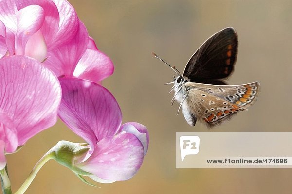 Nahaufnahme der Hauhechel-Bläuling (Polyommatus Icarus) schwebend über Blume Schmetterling