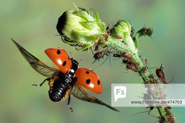 Marienkäfer fliegt