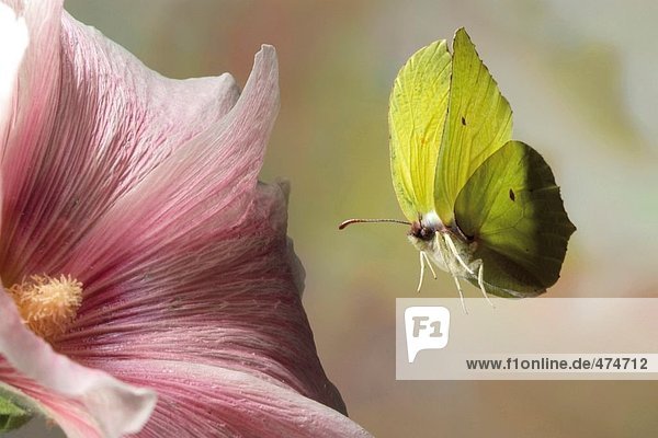Nahaufnahme Zitronenfalter (Gonepteryx Rhamni) Schmetterling schwebend über Blume