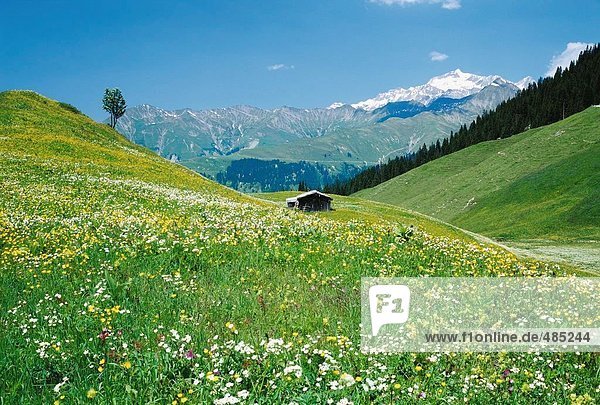 Weide-10568861  in der Nähe von Saint-Antonien  Gebirge  Berg  Graubünden  Graubünden  Landschaft  Prattigau  Schweiz  Europa  Stich