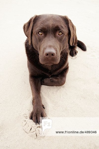 High angle view of dog sitting on sand