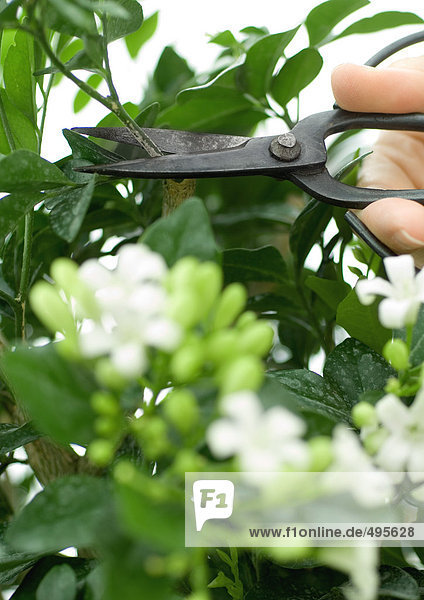 Handbeschnitt Jasminpflanze mit Schere