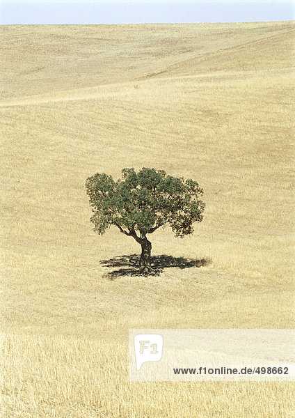 Italien  Sizilien  Olivenbaum im Feld