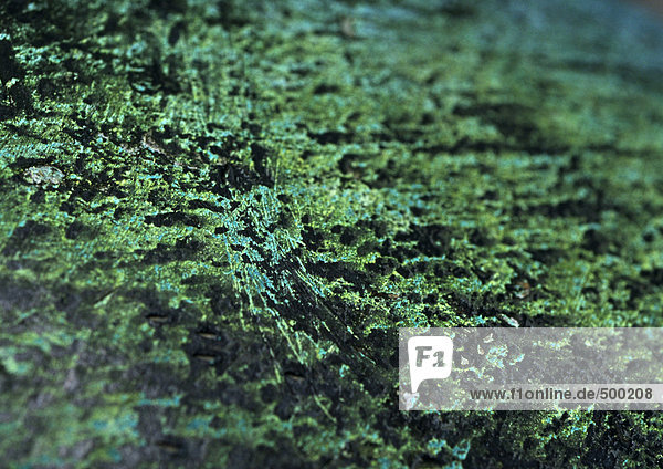 Farbige Algen auf dunkler Wand  Nahaufnahme