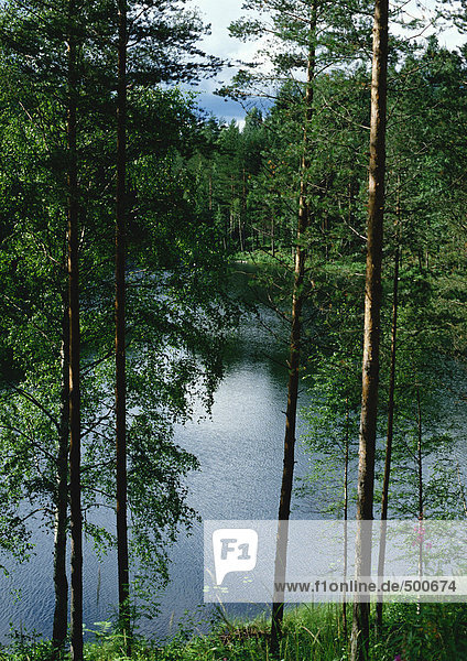 Finnland  Bäume am Seeufer