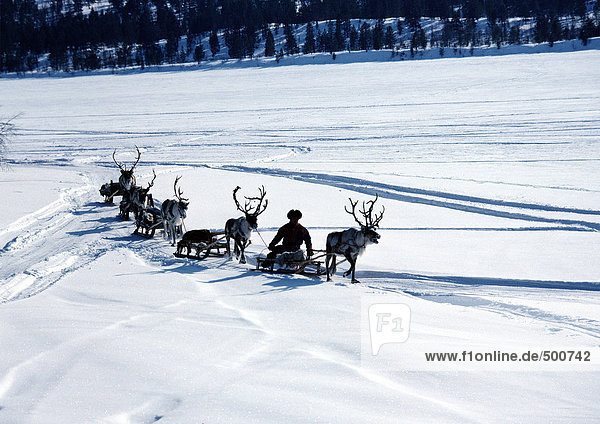 Finland  reindeer pulling sleds across snow