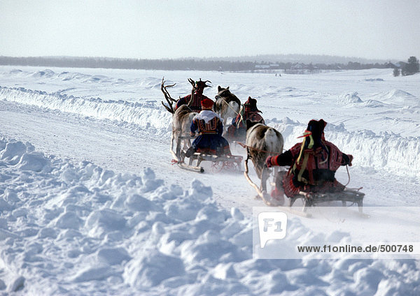Finland  saamis being pulled on sleds by reindeer on path  rear view