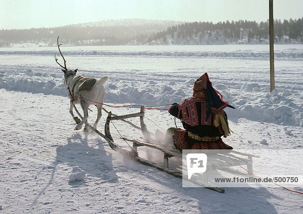 Finland  saami driving reindeer sled