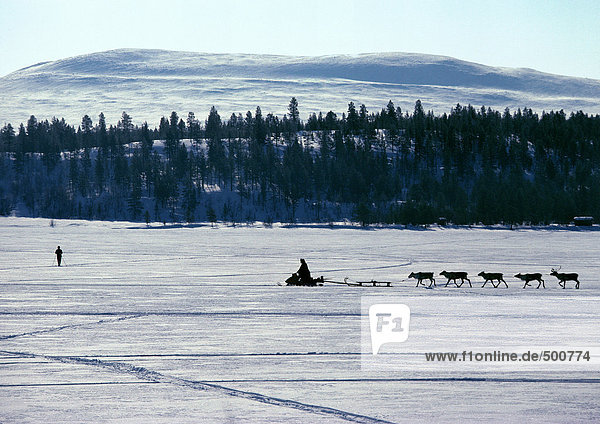 Finland  snowmobile and reindeer in silhouette