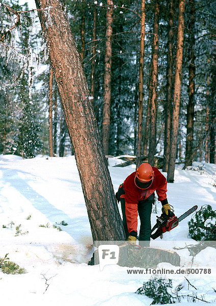 Sweden  man cutting down tree with chain saw in snow