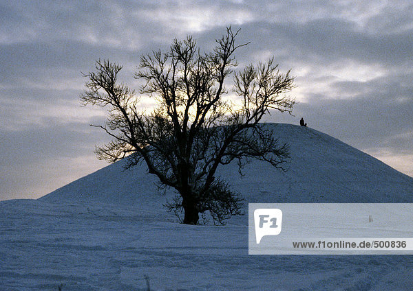 Schweden  kahler Baum und verschneiter Hügel