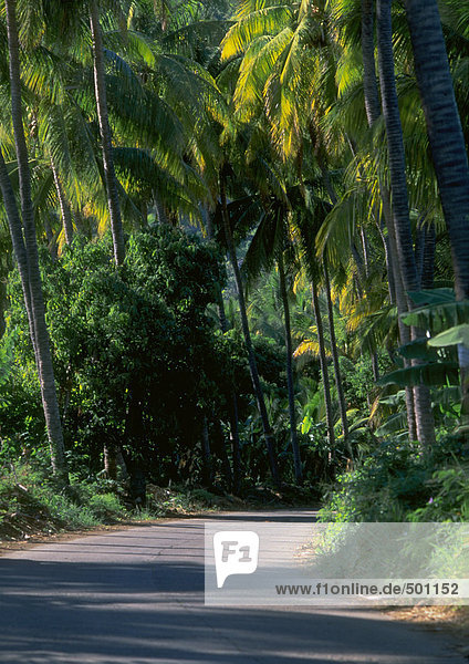 Reunion  road through tropical forest