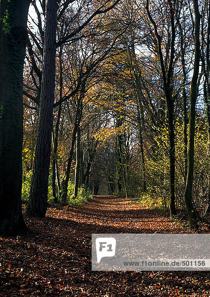 Weg durch den Wald im Herbst.