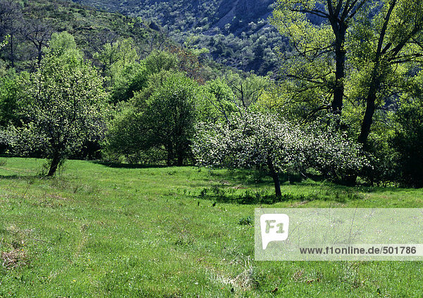Frankreich  Provence  Feld mit Bäumen im Hintergrund