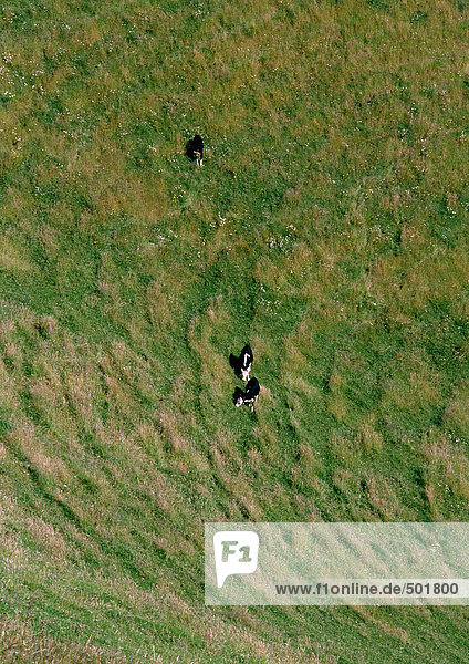 Neuseeland  Kühe auf einer Wiese  Luftaufnahme