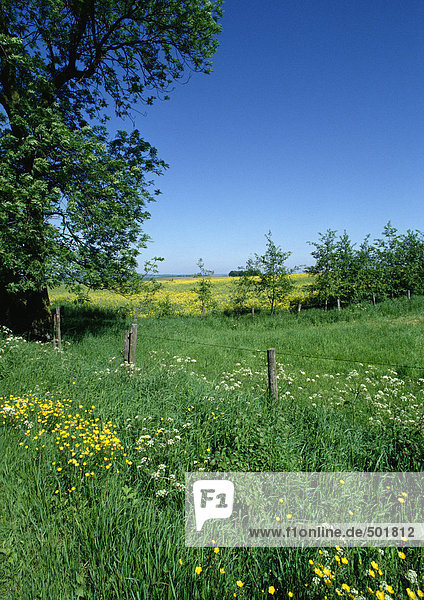 Frankreich  Picardie  Feld mit Wildblumen in Zaunnähe