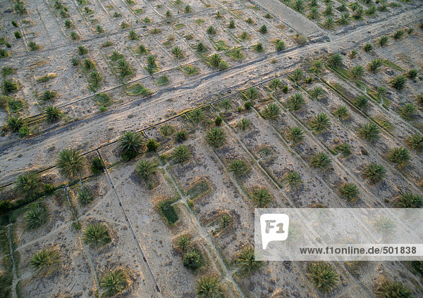 Tunesien  Palmengarten  Luftbild