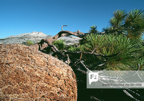 Kalifornien  Yosemite National Prak  gebogener Kiefernzweig mit Berg im Hintergrund