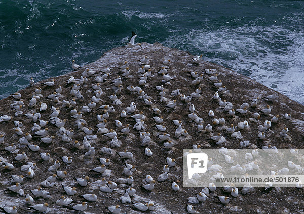 Neuseeland  Vögel auf Klippe über dem Meer sitzend  Hochwinkelansicht