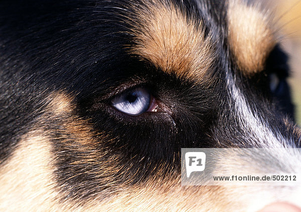 Hundegesicht mit blauen Augen  extreme Nahaufnahme