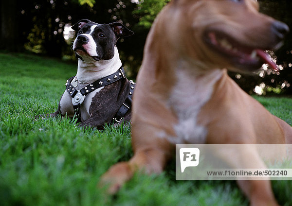 Zwei Pitbull-Hunde im Gras sitzend