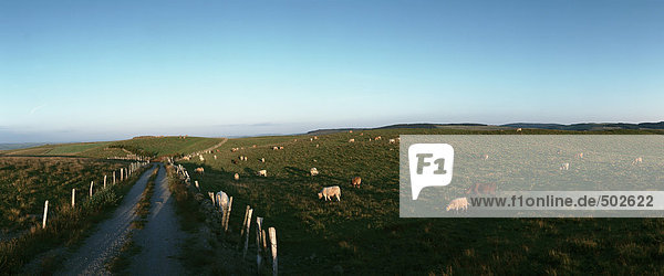 Frankreich  Vieh auf Rasenflächen  Panoramablick