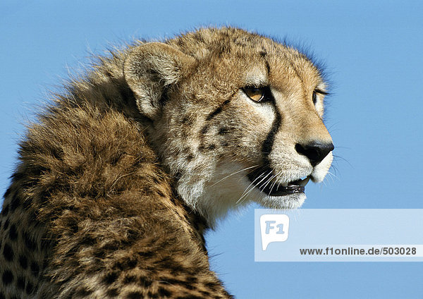 Afrika  Kenia  Gepard  Schwerpunkt Kopf