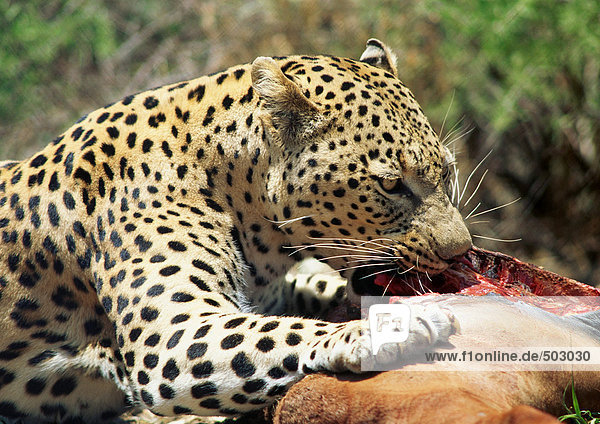 Afrika  Namibia  Leoparden fressende Beute