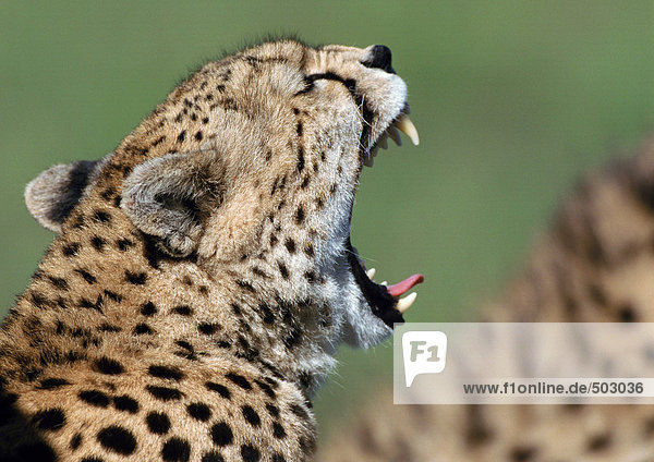 Afrika  Kenia  Gepardenzähne  Konzentration auf den Kopf