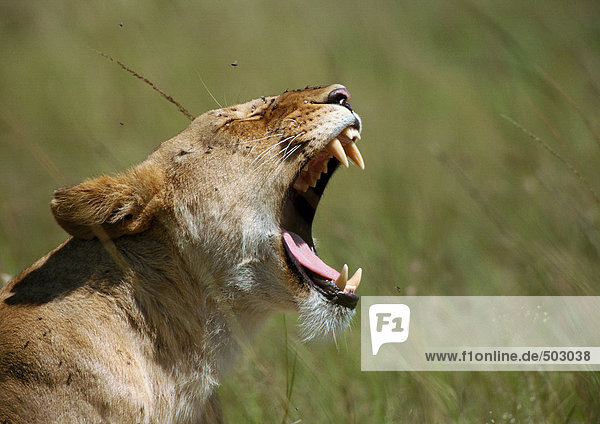 Afrika  Kenia  Löwenzähne  Konzentration auf den Kopf