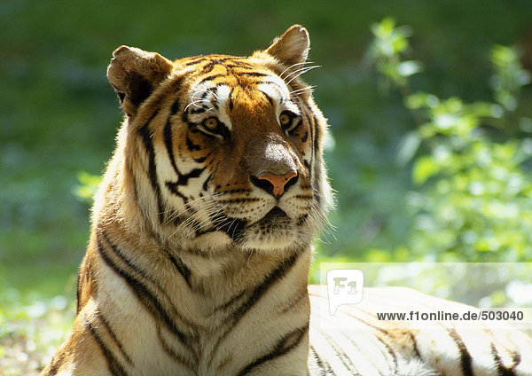 Indien  Tiger  Schwerpunkt Kopf