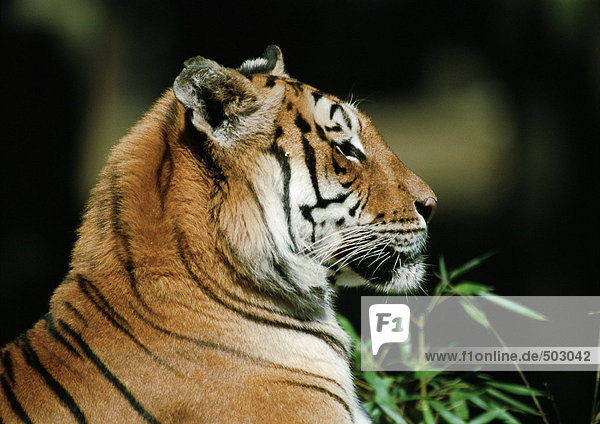 Indien  Tiger  Seitenansicht