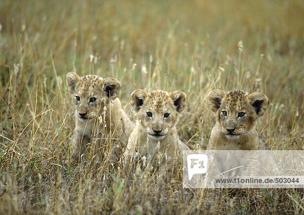 Afrika  Tansania  Löwenbabys