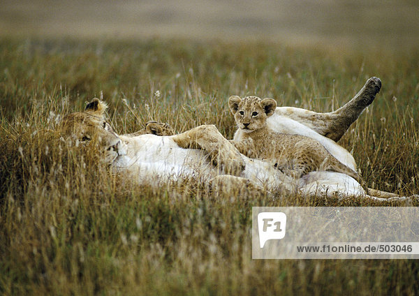 Afrika  Tansania  Löwenjunges auf dem Bauch der Löwin sitzend