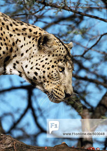 Afrika  Namibia  Leopard  Schwerpunkt Kopf