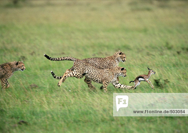 Afrika  Tansania  drei Geparden auf der Suche nach der Babygazelle