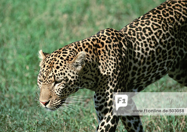 Afrika  Namibia  Leopard