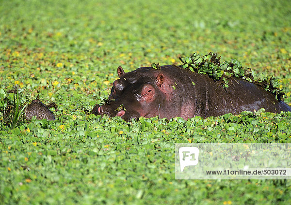 Afrika  Tansania  Nilpferd in Wasser gefüllt mit Wasserpflanzen