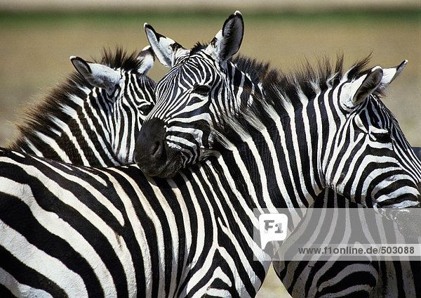Afrika,  Tansania,  Zebras