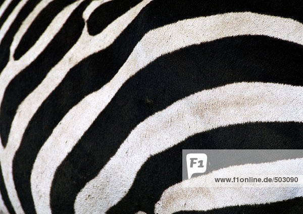 Afrika  Tansania  Zebra  Nahaufnahme