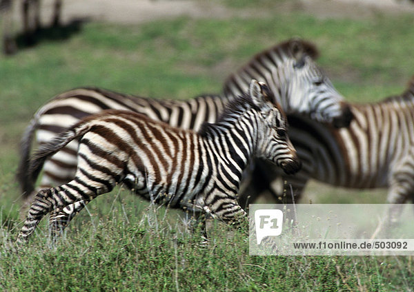 Zebras galoppierend auf Grasebene  Seitenansicht